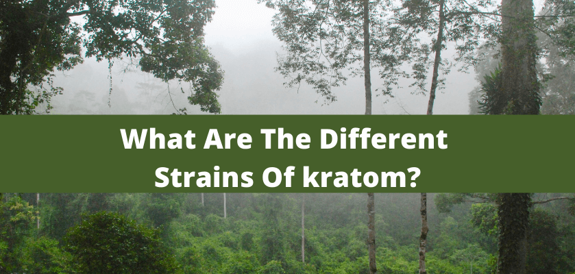 What Are The Different Strains Of kratom?